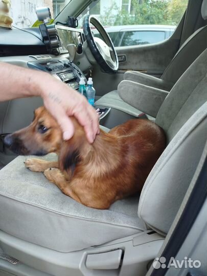 Молодой кобелек