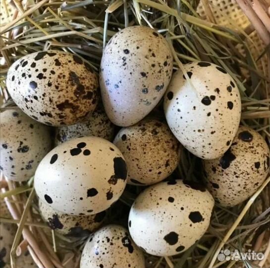 Яйца перепелиные домашние + инкубационное яйцо