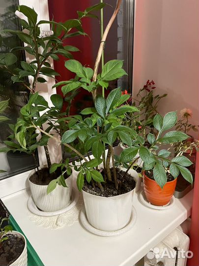 Аморфофаллус / комнатное растение/ отростки