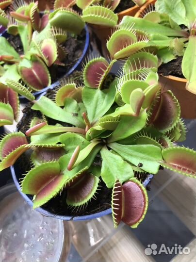 Венерина мухоловка (Дионея) хищное растение