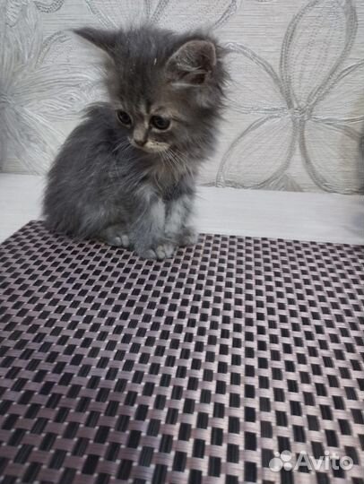 Кошки в добрые руки