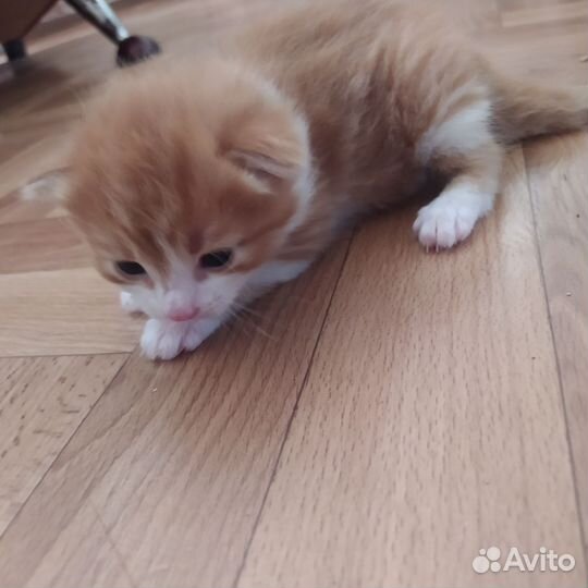 Кошки.Рыжее чудо