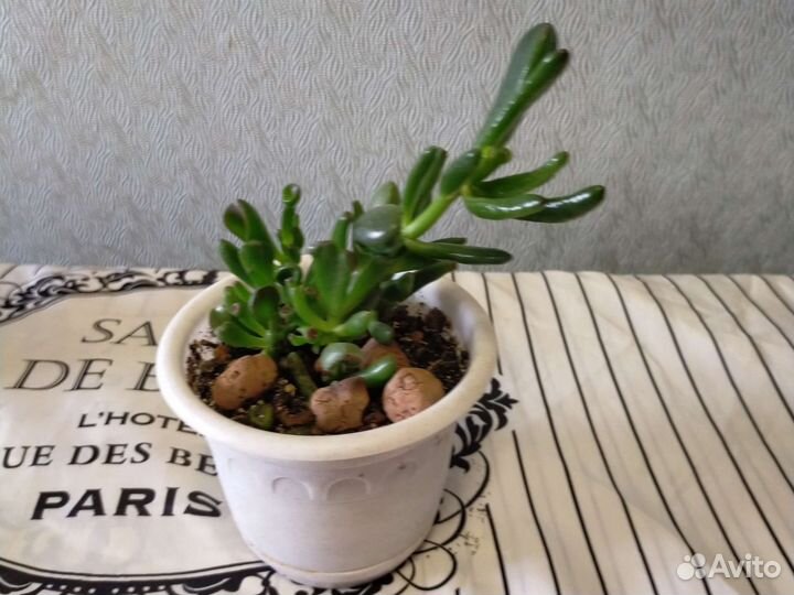 Крассула хоббит