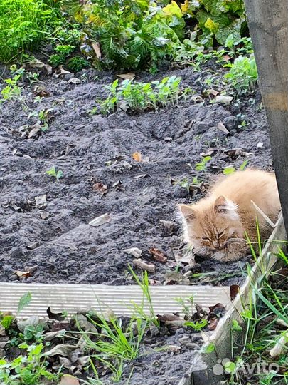 Отдам котенка в добрые руки