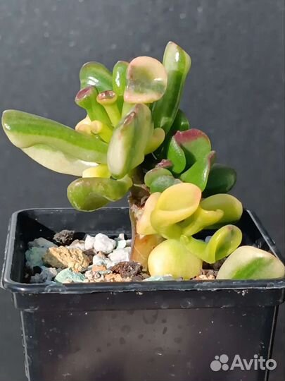 Крассула, Crassula Gollum yellow variegata