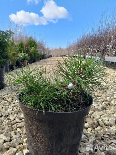 Саженцы хвойных деревьев