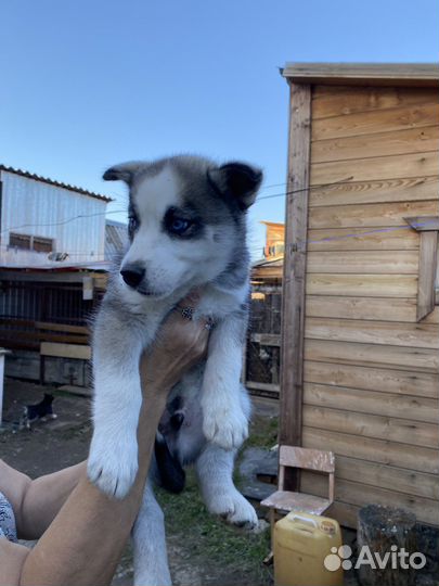 Щенки хаски