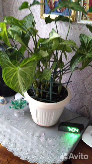 Комнатные цветы разные