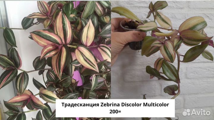 Традесканции сортовые и каллизии