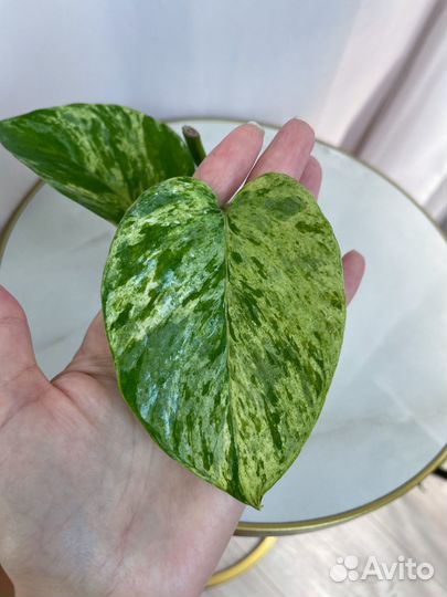 Сциндапсус, монстера