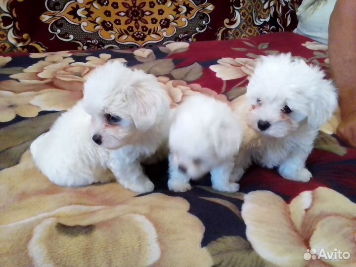 Щенки мальтезер