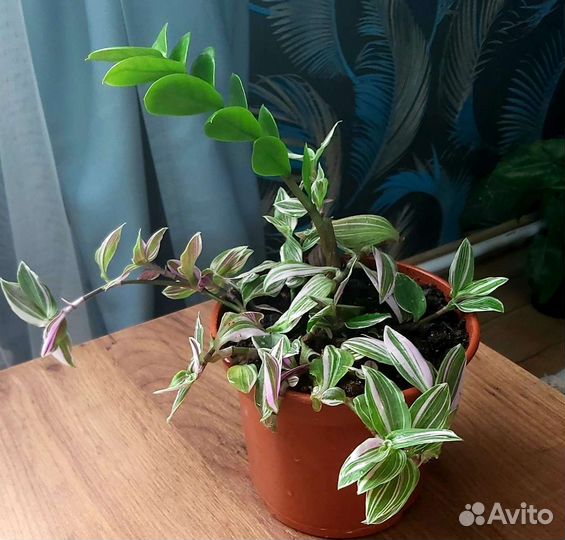 Замиокулькас, традесканция