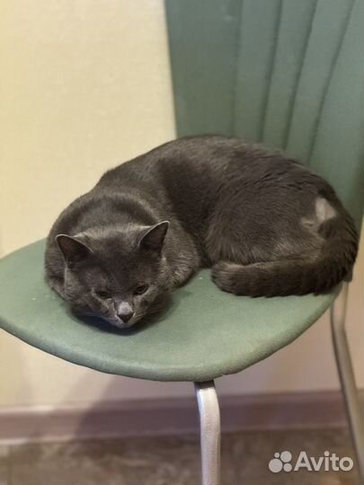 Кот в добрые руки