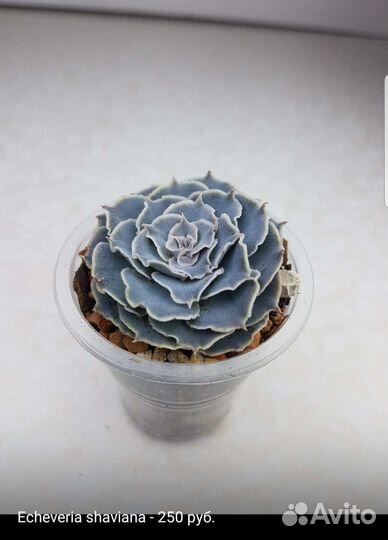 Суккуленты 3