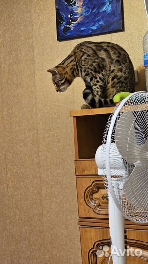 Бенгальский кот