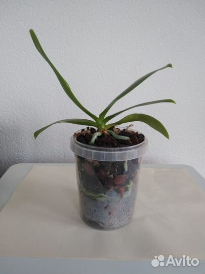 Орхидея фаленопсис