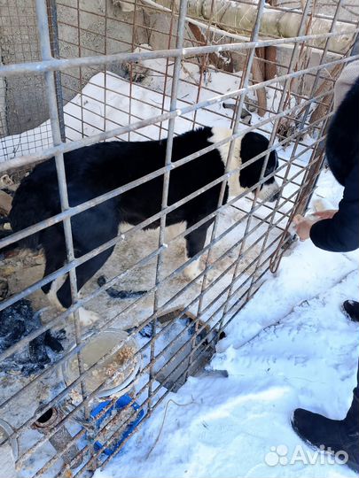 Собака в добрые руки