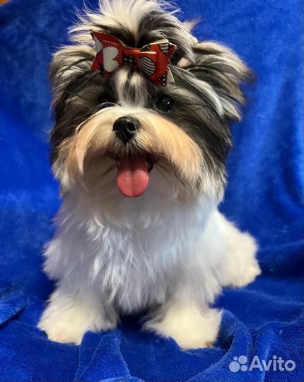 Царь, просто царь