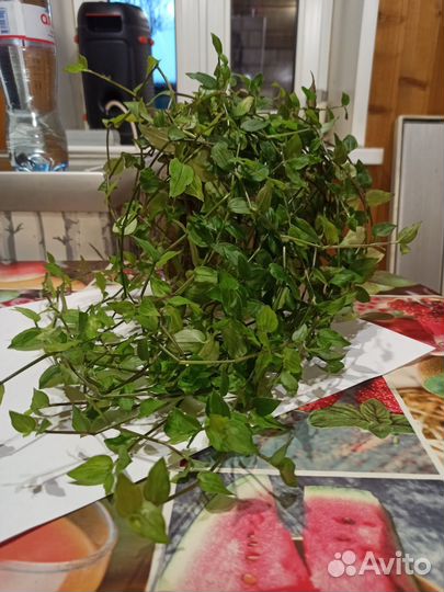 Хлорофитум, Традисканция