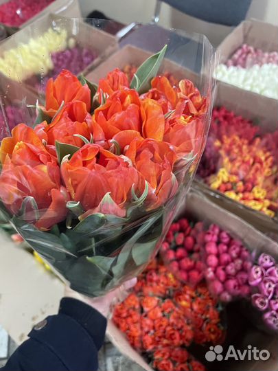 Тюльпаны оптом