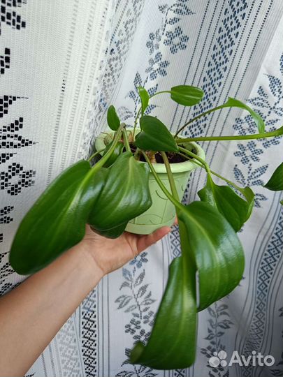 Кливия, комнатные растения