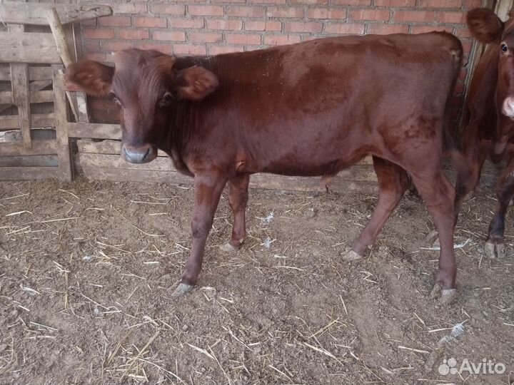 Телочки и бычки