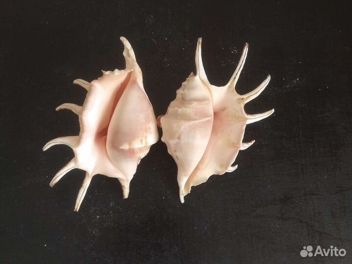 Ракушки Ламбис Ламбис и Кроката