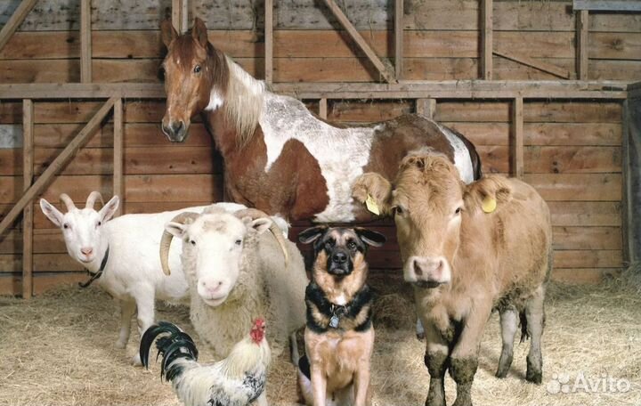 Продукты на корм животным. Мясо