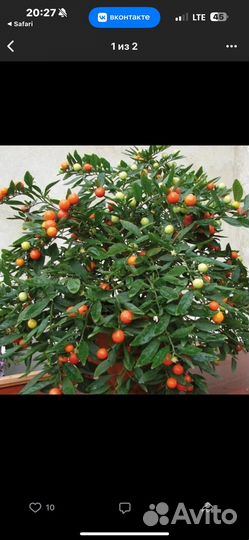 Ангинник или паслен перечный или кубинская вишня