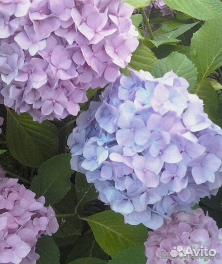 Гортензия Бесконечное лето