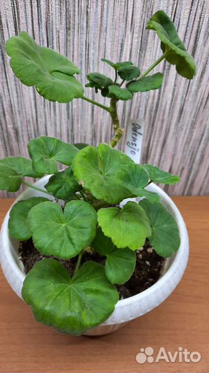 Пеларгония