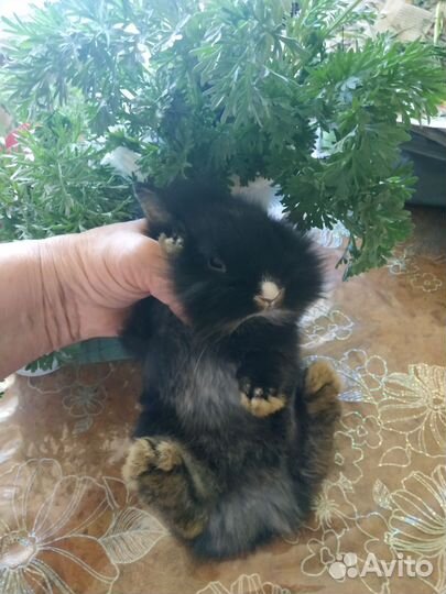 Кролик декоративный карликовый