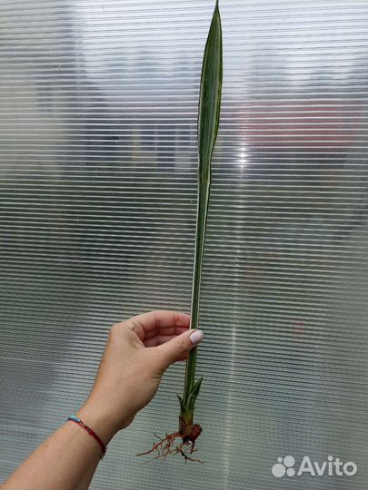 Сансевьерии. Часть 1