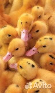 Утята (стар 53)