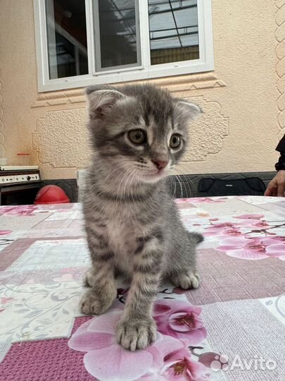 Котята в добрые руки приучены к лотку