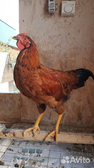 Молодые петушки