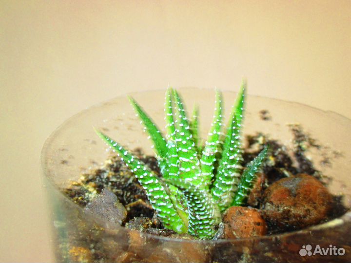 Комнатные растения цветы