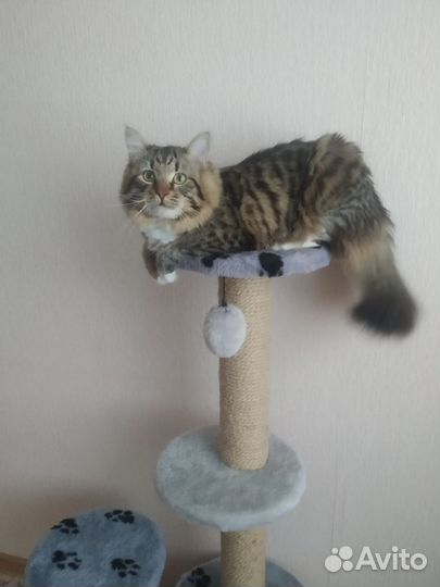 Коты бесплатно