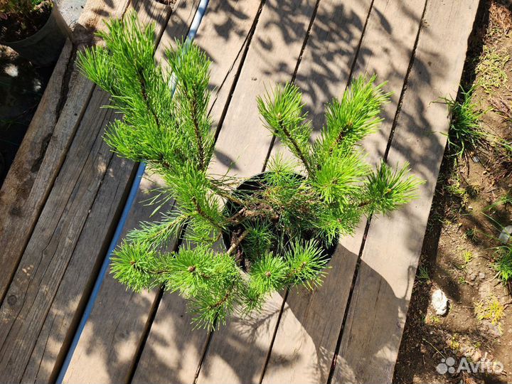 Сосна горная