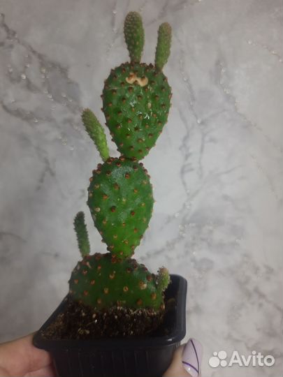 Кактус. Опунция