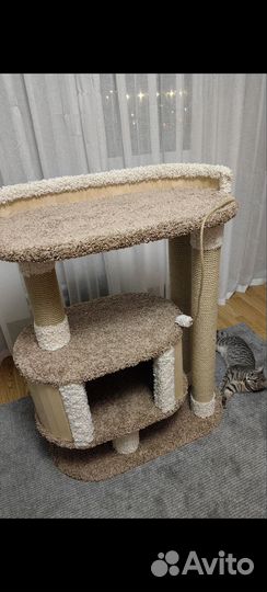 Когтеточка