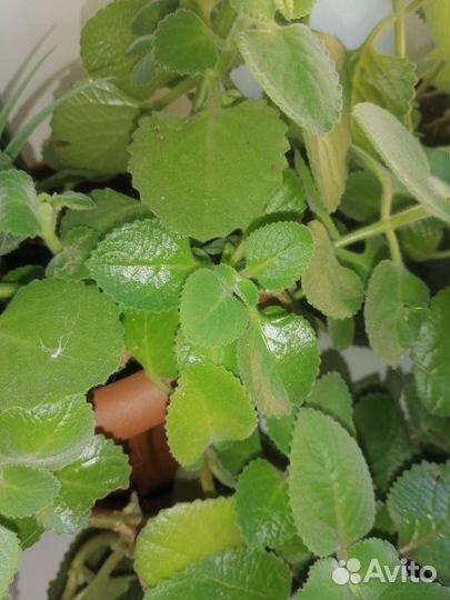 Комнатная мята плектрантус