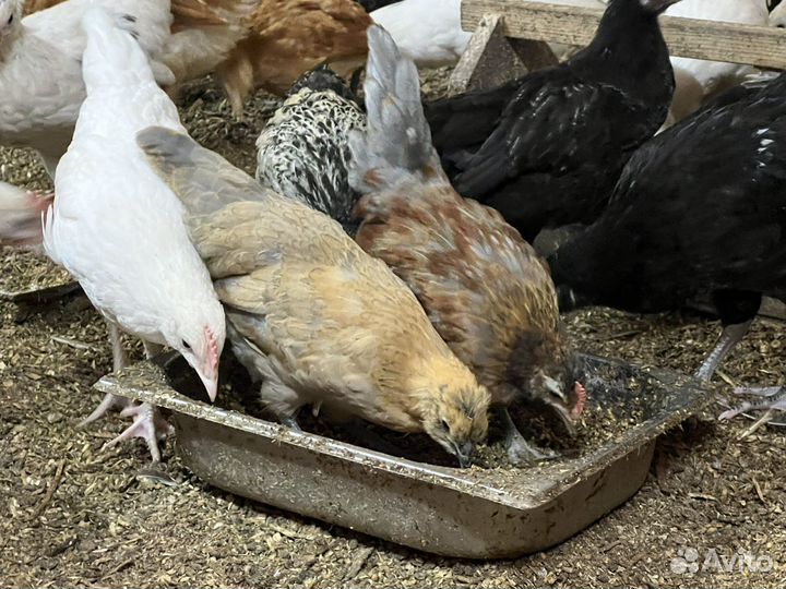 Куры молодки несушки
