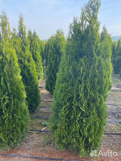 Туя из питомника с доставкой
