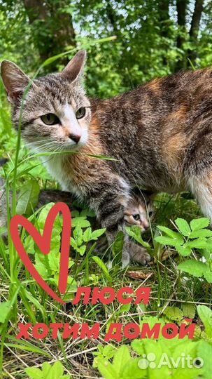 Кошки в добрые руки бесплатно