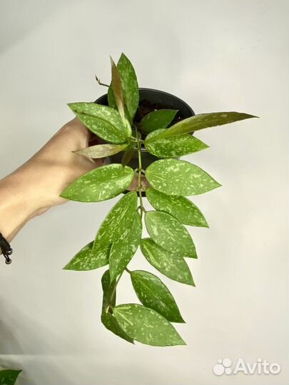 Хойя грацилис изящная