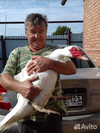 Мускусные утки тяжелые линии