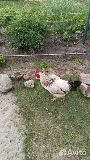 Десятимесячные петухи на продажу
