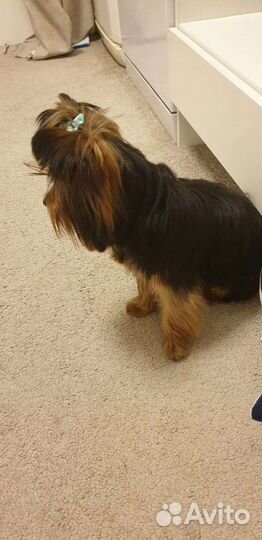 Вязка голддаст шокоберри сплитер блюмерль