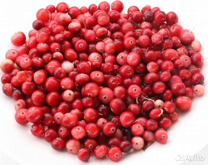 Плодосборник финский, широкий